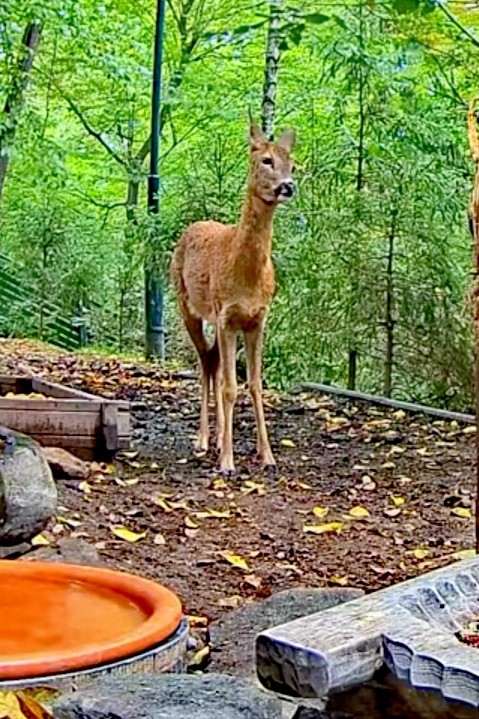 livebirdspoland_ca941afe396c88a682e09a27a8b69dbd.jpg
