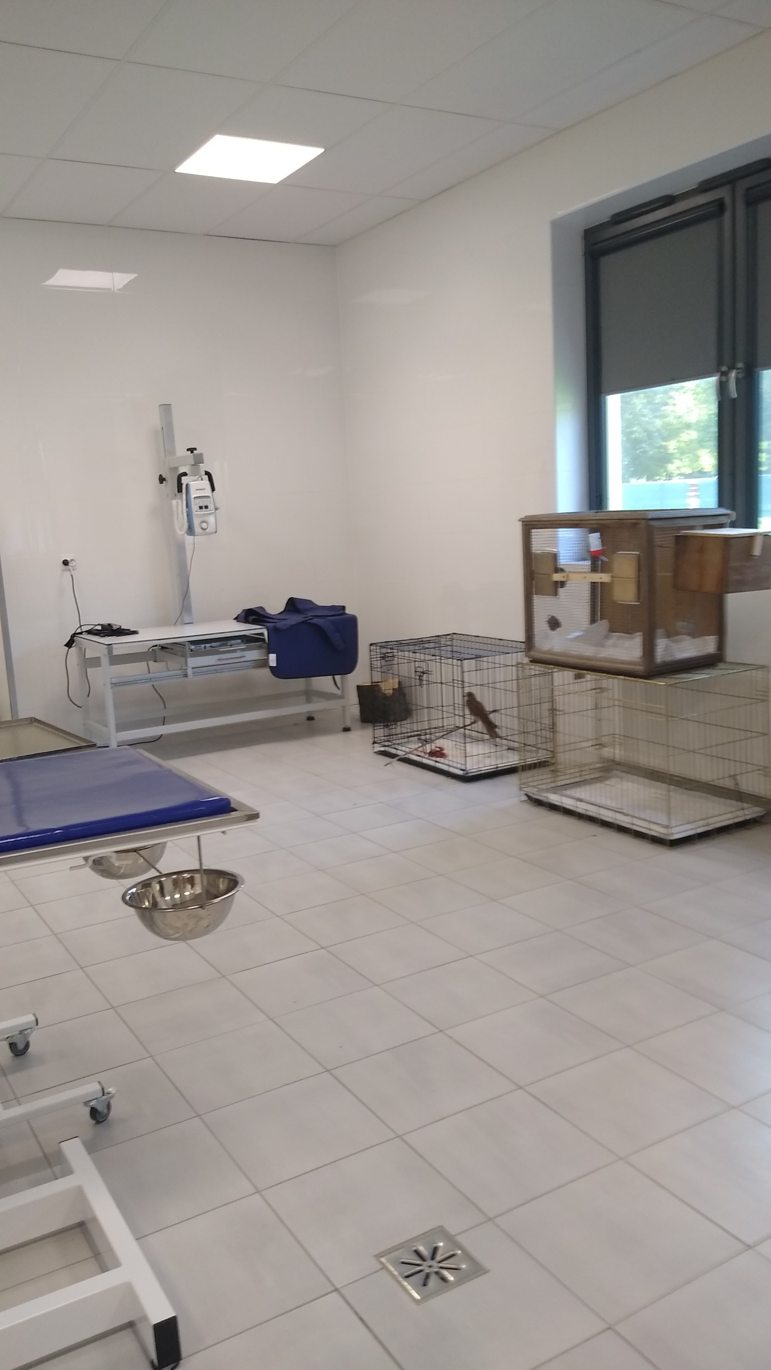 livebirdspoland_f4013e98779396926ec82c2e2cdfc830.jpg