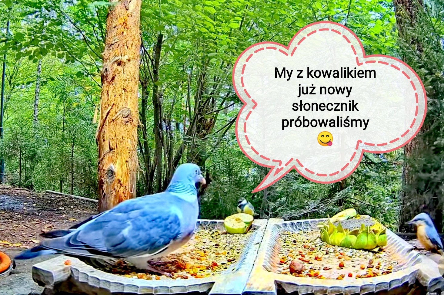 livebirdspoland_a6d832b98739e7bec2f082c6fbe89020.jpg