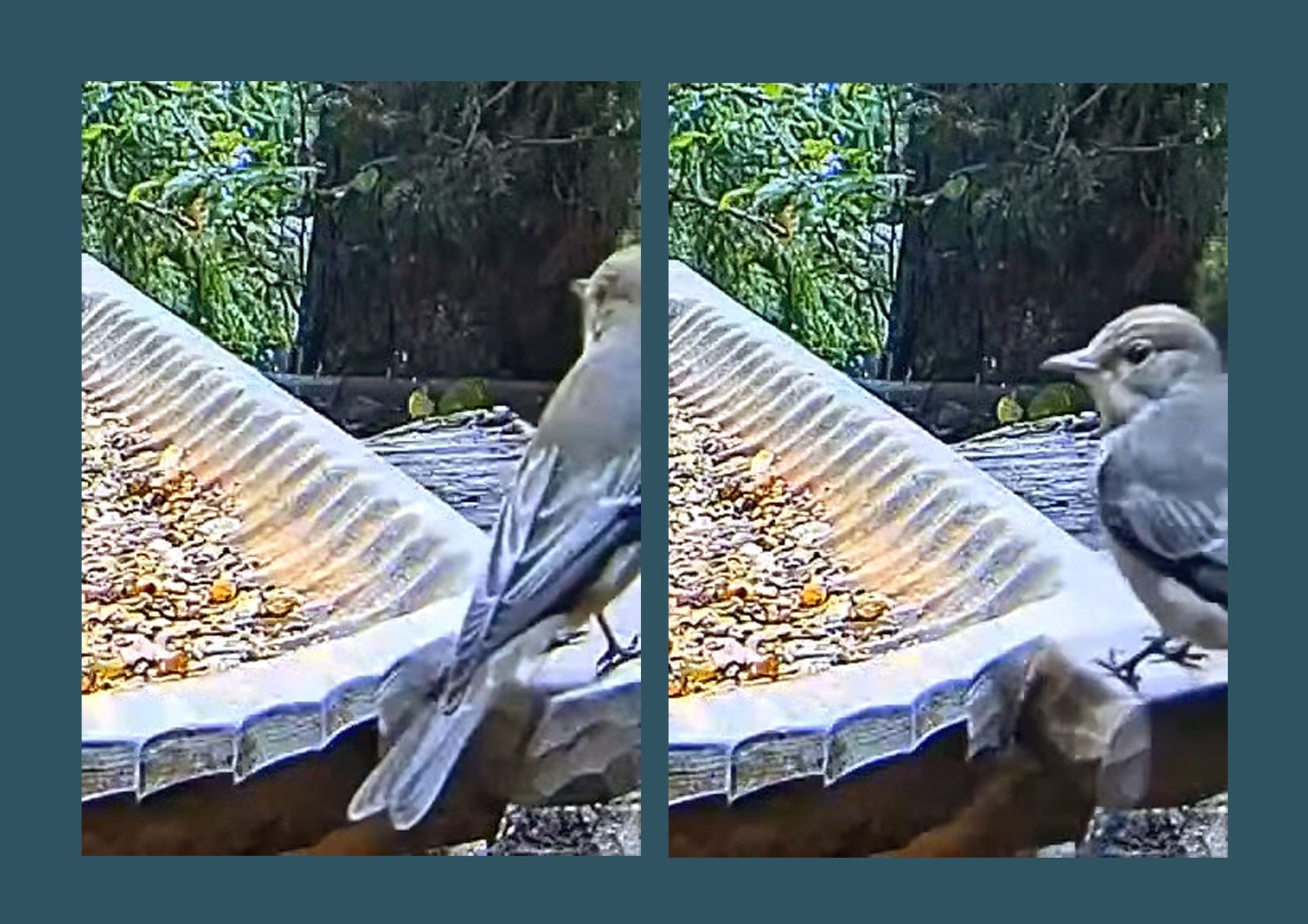 livebirdspoland_17a6da576574e704868782e1d0a110f0.jpg