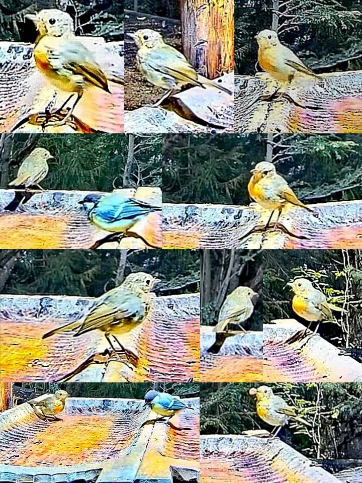 livebirdspoland_1eef90897f3ab352f59d5c28c12d2ec9.jpg