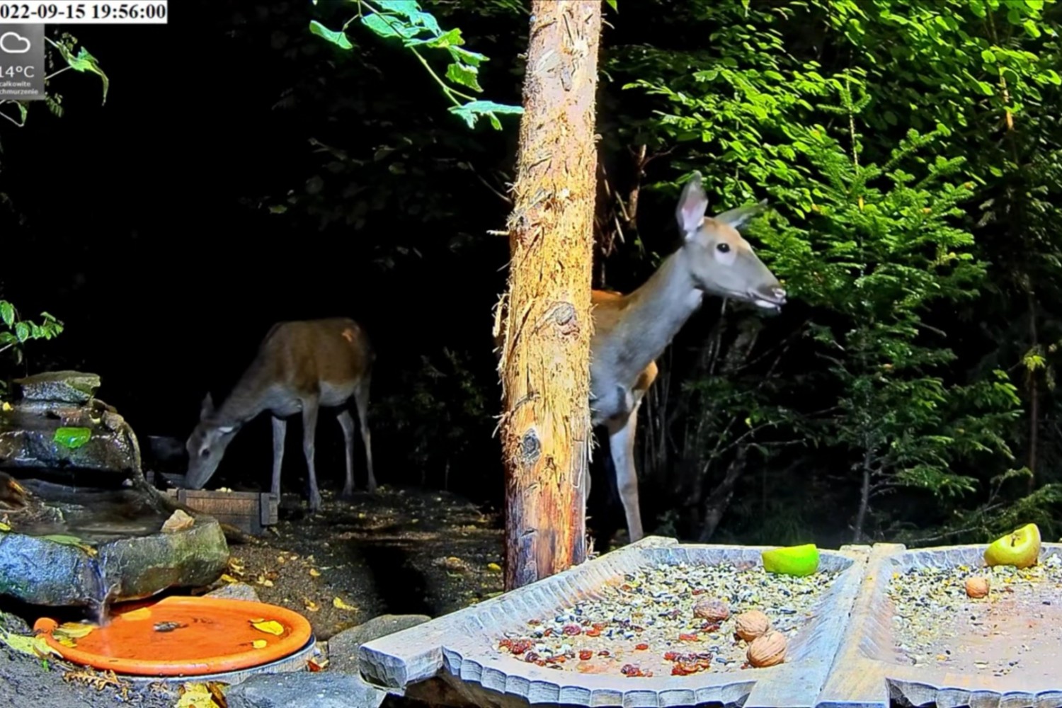 livebirdspoland_e2e99654dadaefb7ad28a551b24e015b.jpg