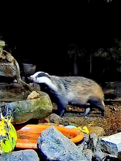 livebirdspoland_d6533d3260d9c6976b3ece1a5ebef23c.jpg