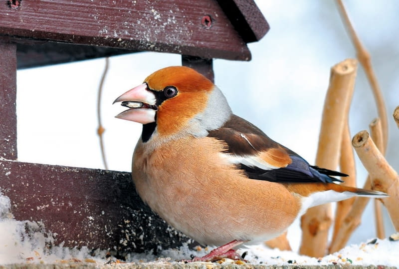 livebirdspoland_a1814b33713a91641e67b9aabc3d638f.png