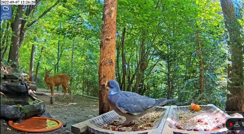 livebirdspoland_9b646e8a10a1e3eb2e2a0ce19f9132a3.jpg
