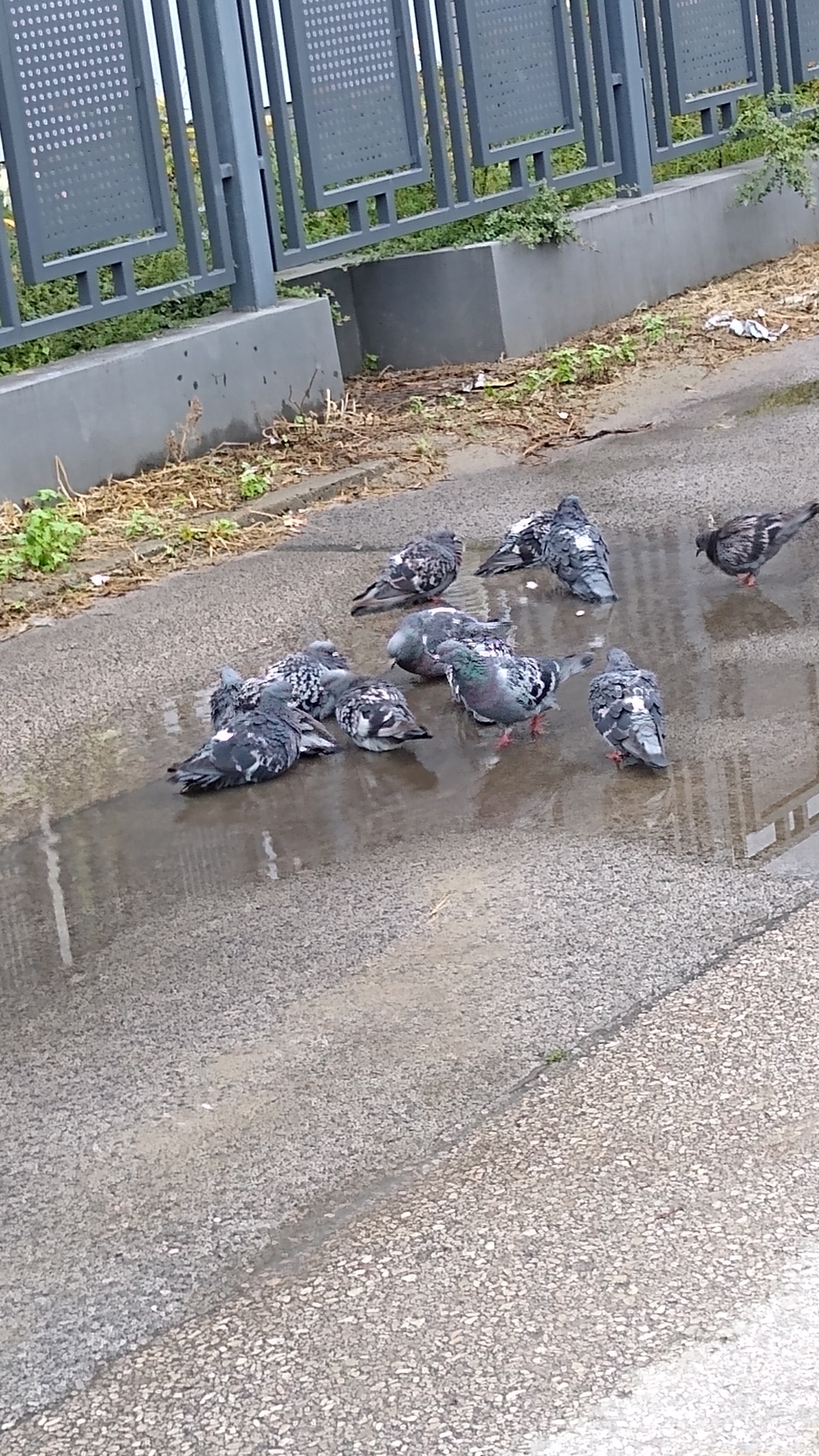 livebirdspoland_e6aaa26c7b17101d2b03633df97db46b.jpg