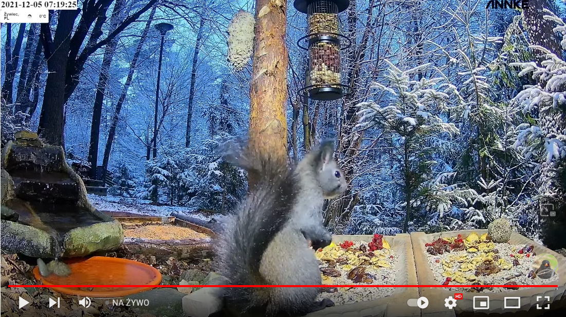 livebirdspoland_45471c5e63a1c3a1c3632da885722a3e.png