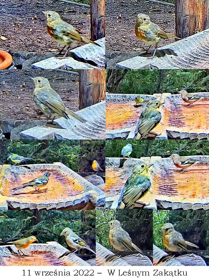 livebirdspoland_079631769e56e56fce6759b27da174cc.jpg