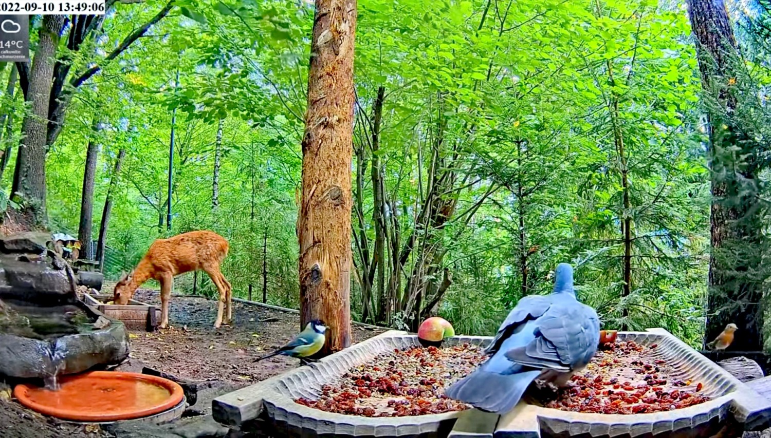 livebirdspoland_25f55da67d6668167d036c5381133abc.jpg
