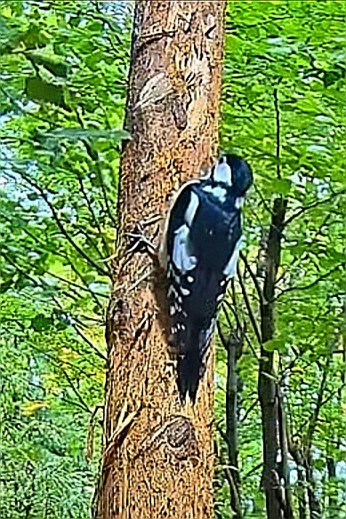 livebirdspoland_a383ddcfeac405289fac23efc6ecfda7.jpg