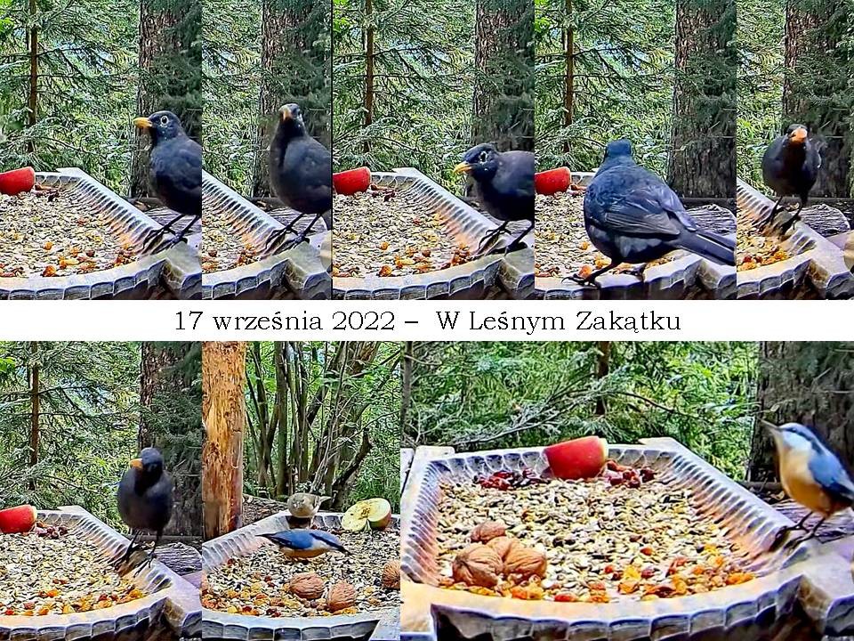 livebirdspoland_5e63709a50a73c6905f541f826aaebe7.jpg