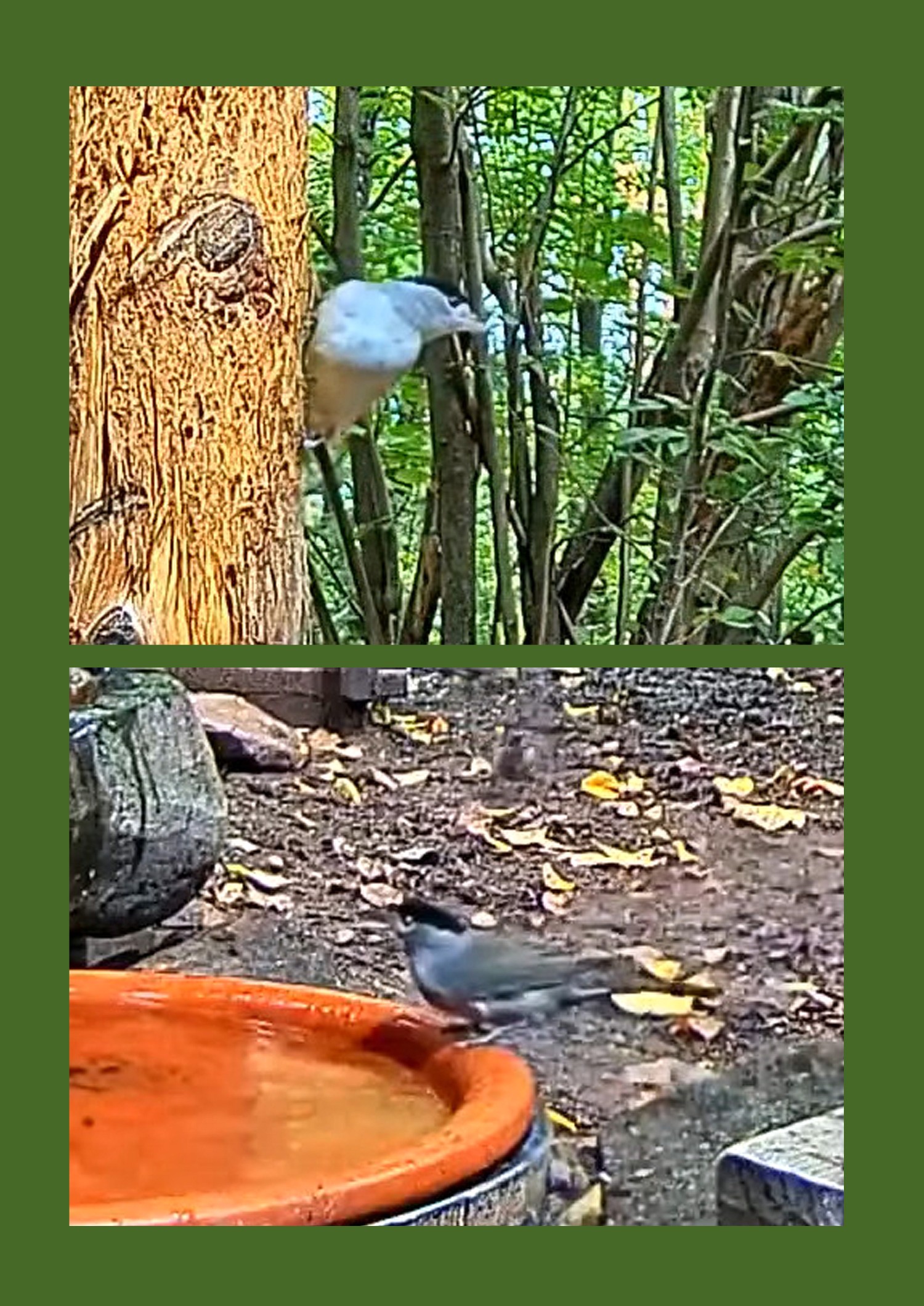 livebirdspoland_861eacd3e3255054f79b5b50f2bf2c8c.jpg