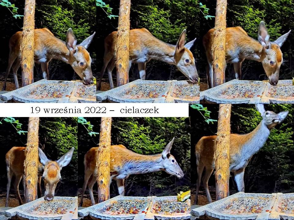 livebirdspoland_36d3dda299b27c37a96e655ed9c4ad6b.jpg