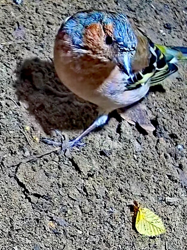 livebirdspoland_2786bebe0dcbabe2beee4a623f3fe4c0.jpg