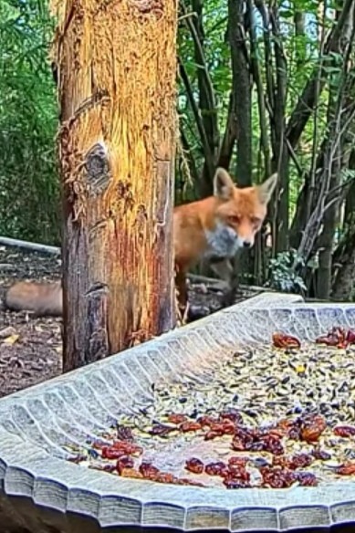 livebirdspoland_7a099e30694be30e9099a3589b8e5d3a.jpg