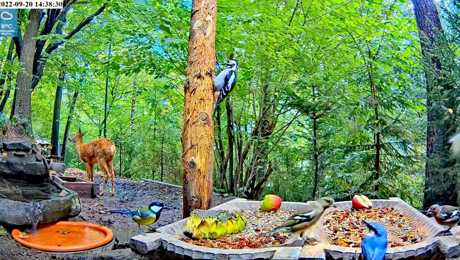 livebirdspoland_b2eae84bd8b6e87c64c4cdca18d464fa.jpg
