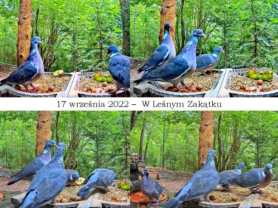 livebirdspoland_d682394e989e94f5792b3ea0d23331af.jpg