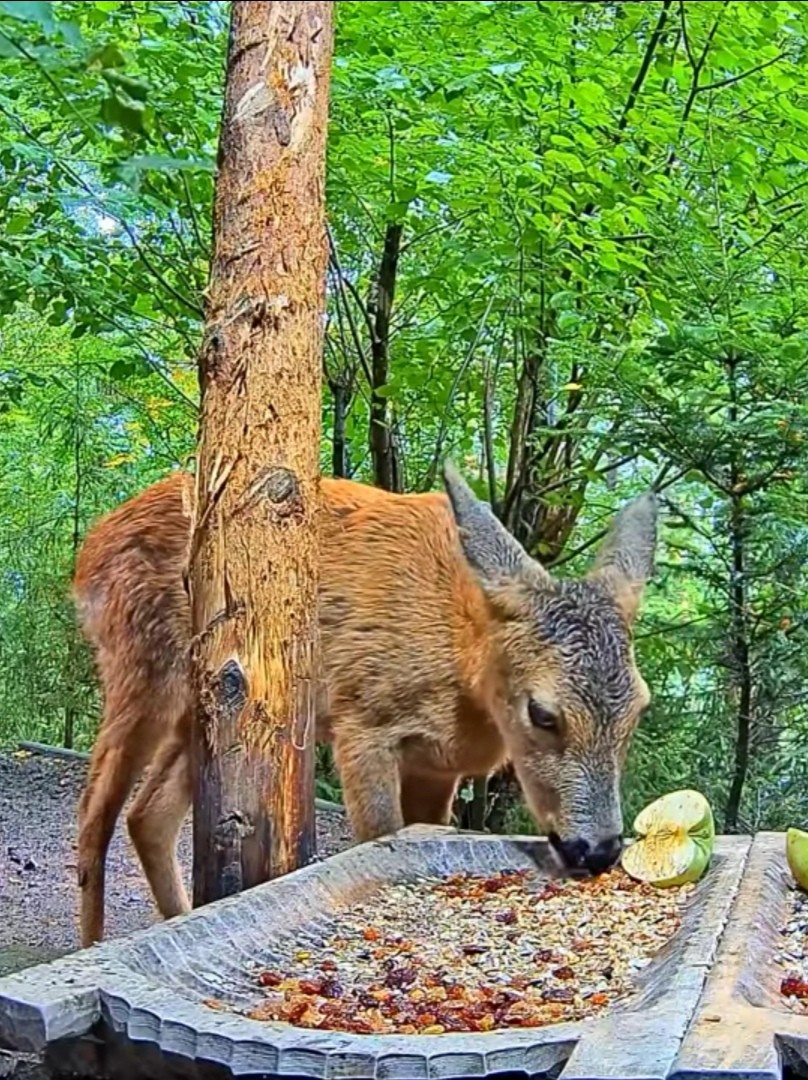 livebirdspoland_02eb4d51f7e0e52cb6b9b38aa837c06c.jpg