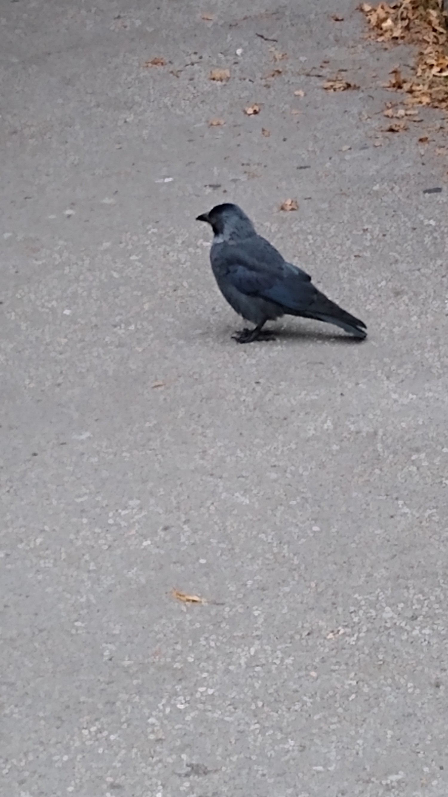 livebirdspoland_f9f3b50fdc78418af64fc8366135f7c4.jpg