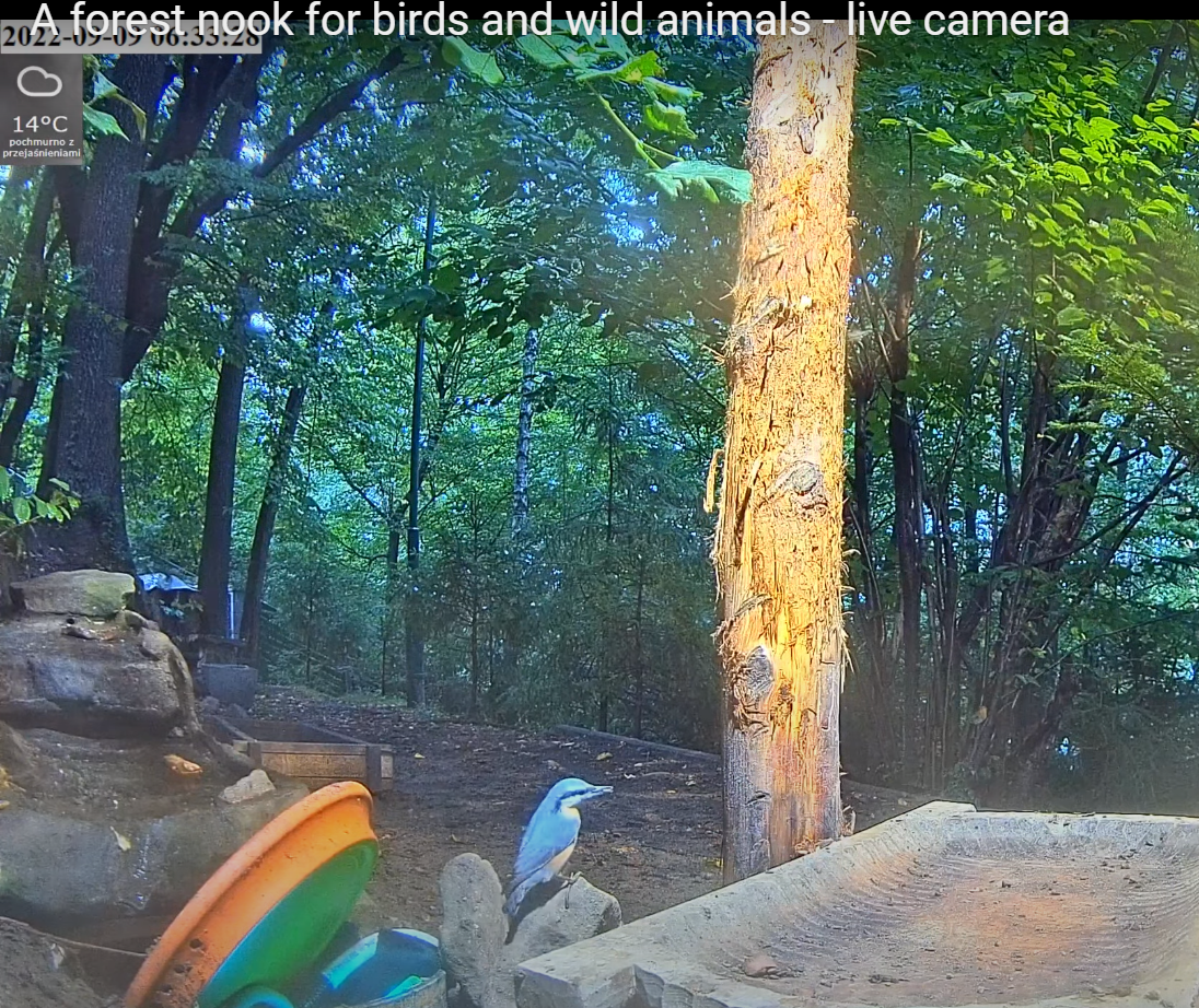 livebirdspoland_3c328bd82a54a4c2b6aa69fea04262ed.png