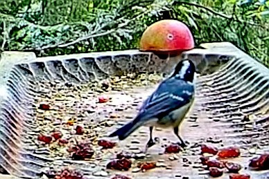 livebirdspoland_b8a3ff8a785c0eb9ab640ecb5c3c00be.jpg