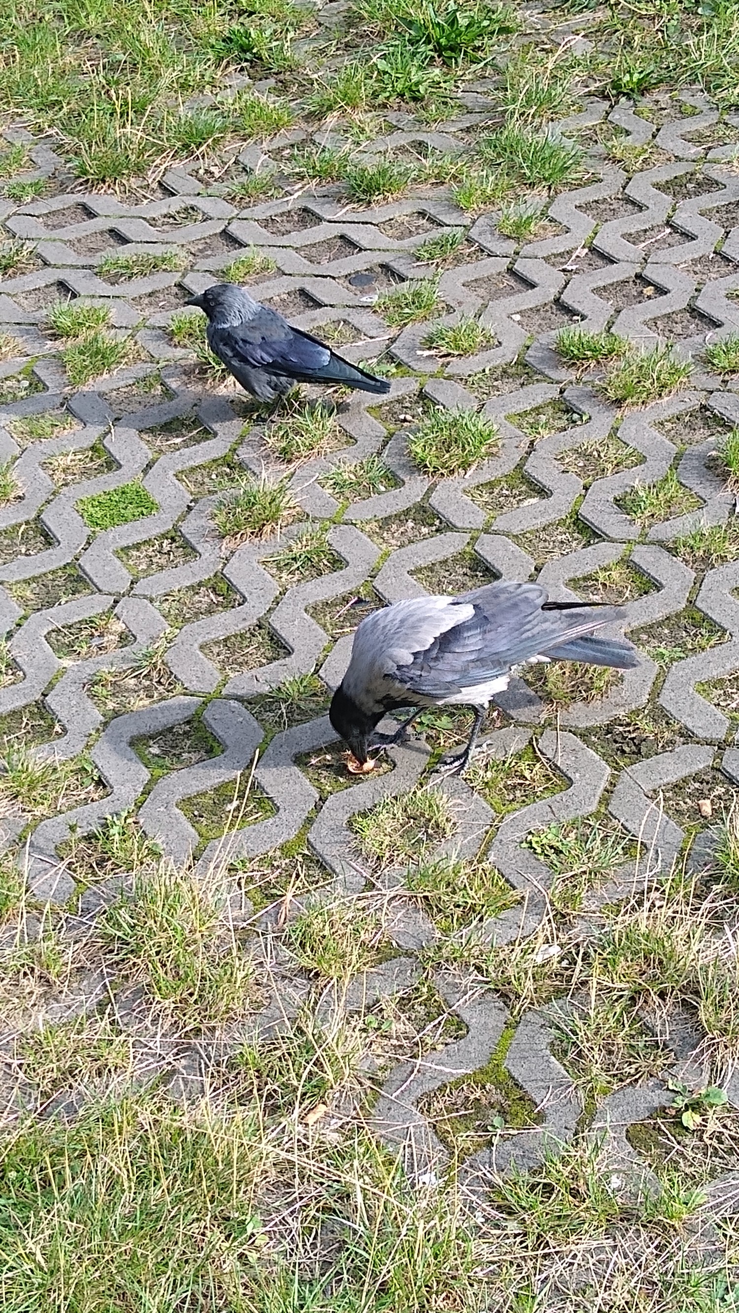 livebirdspoland_ed3212951f9504a70df7d07266784b64.jpg