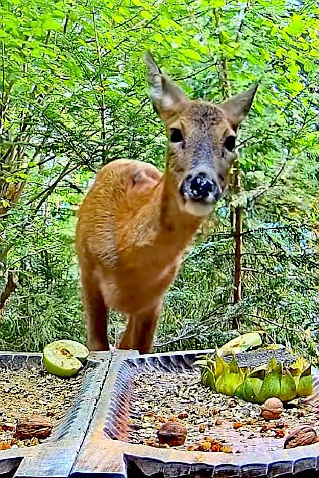 livebirdspoland_4b983f34b805e2e59371d3b5ec3cf0df.jpg