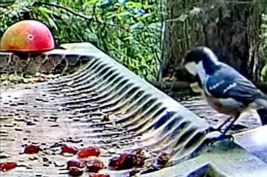 livebirdspoland_71cfee9362770dd4f344936e7440a14c.jpg