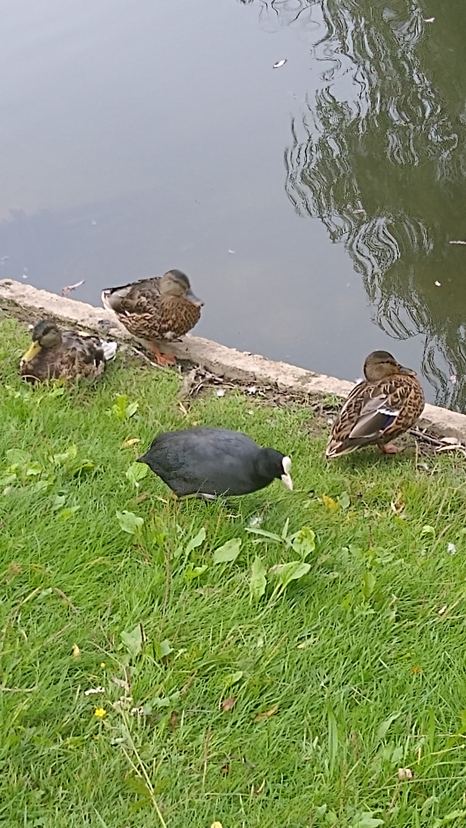 livebirdspoland_898405ac4e1000c6059ded28723f2106.jpg