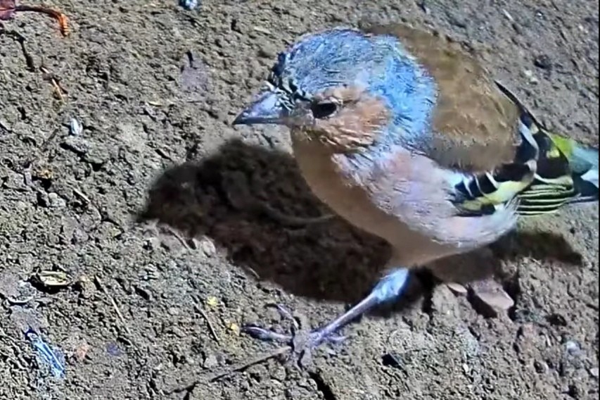 livebirdspoland_f3dbcbad0036bfe77708b86c3cdd92c9.jpg