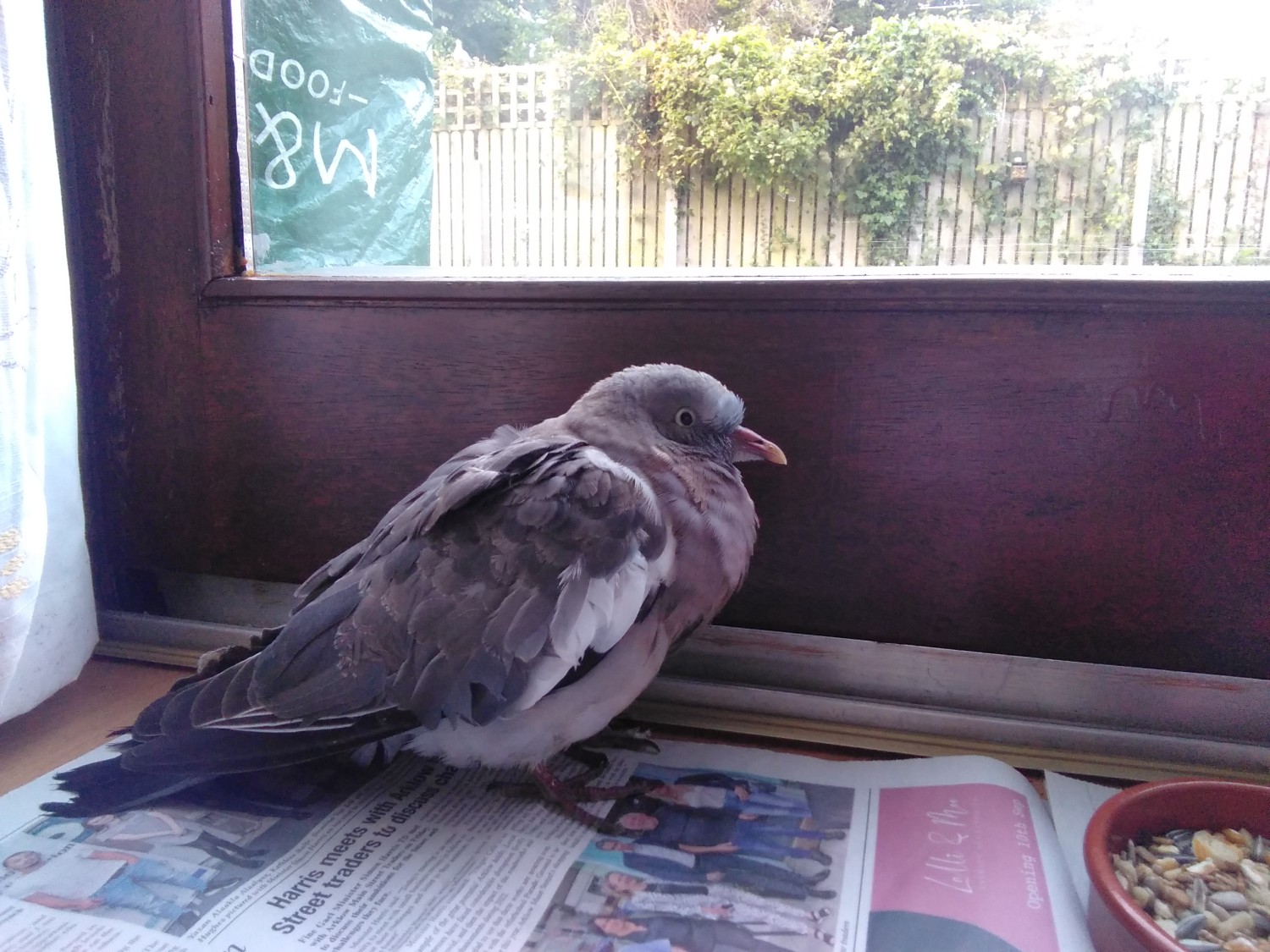 livebirdspoland_853766ff39949c50c83d3708b3de1d2d.jpg