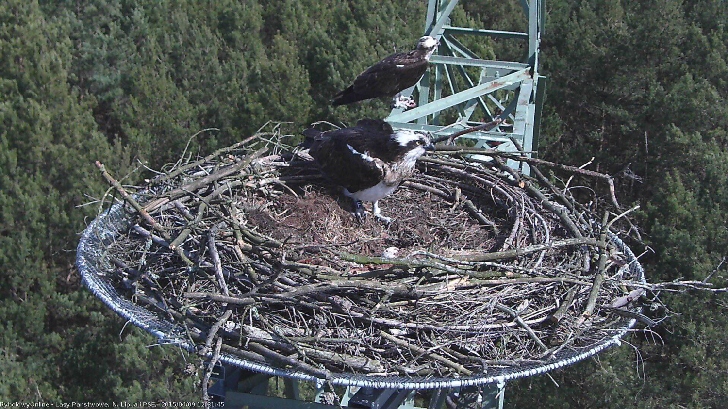 livebirdspoland_7131efb17463aecb9f90553e7cc70ea0.png