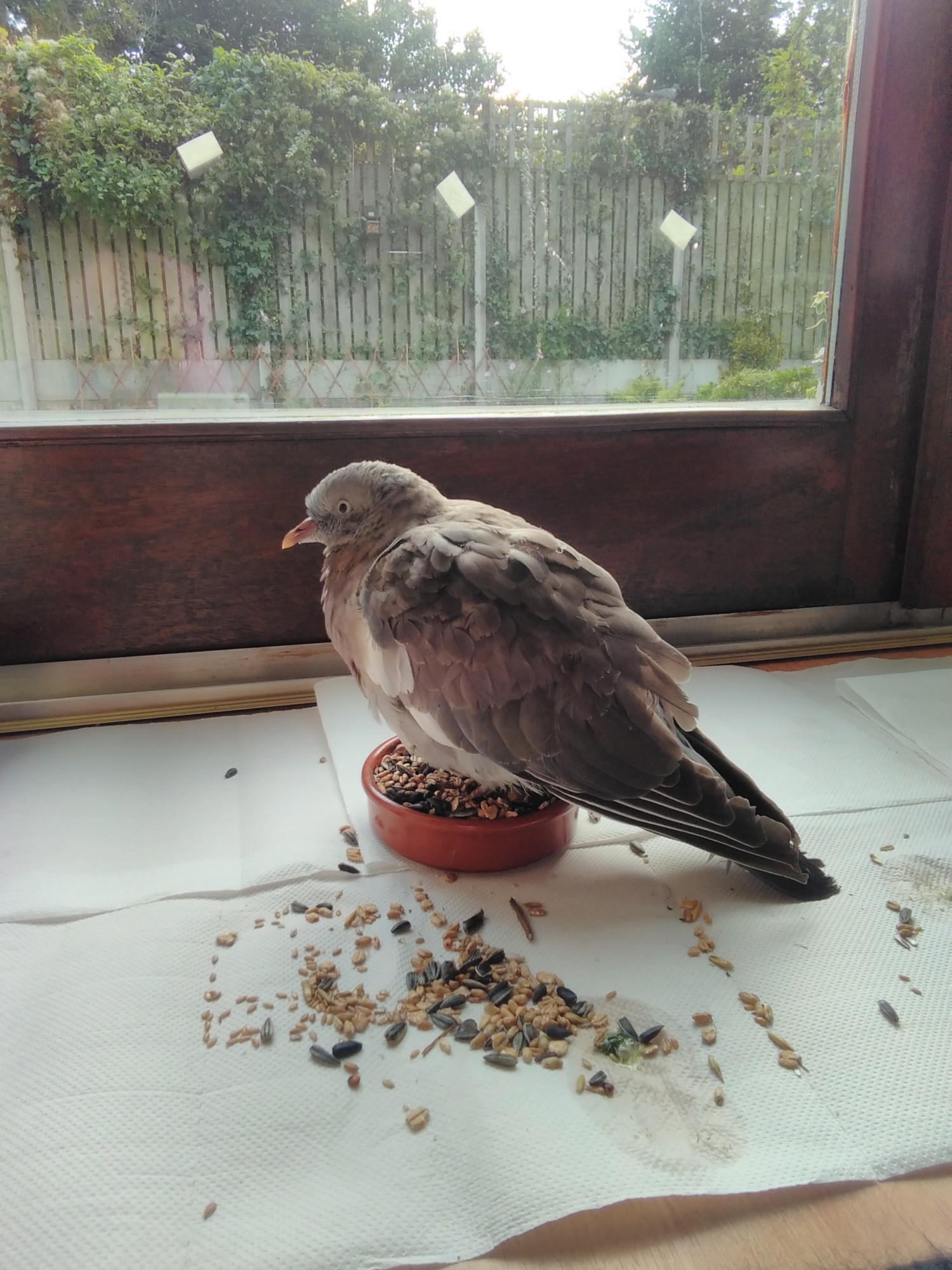 livebirdspoland_c95012b8ffcd8cb4f76a3dc7fc45b5f8.jpg