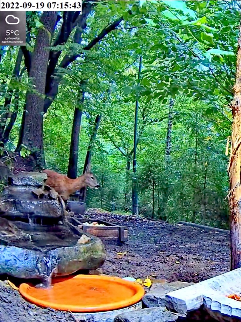 livebirdspoland_9fa658b0d1d0c0c5100444bfaf5e9301.jpg