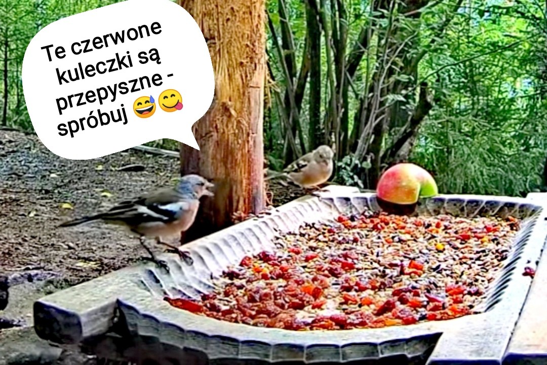 livebirdspoland_c3853fb7c6b44eca36ac39e00f0d7ebe.jpg