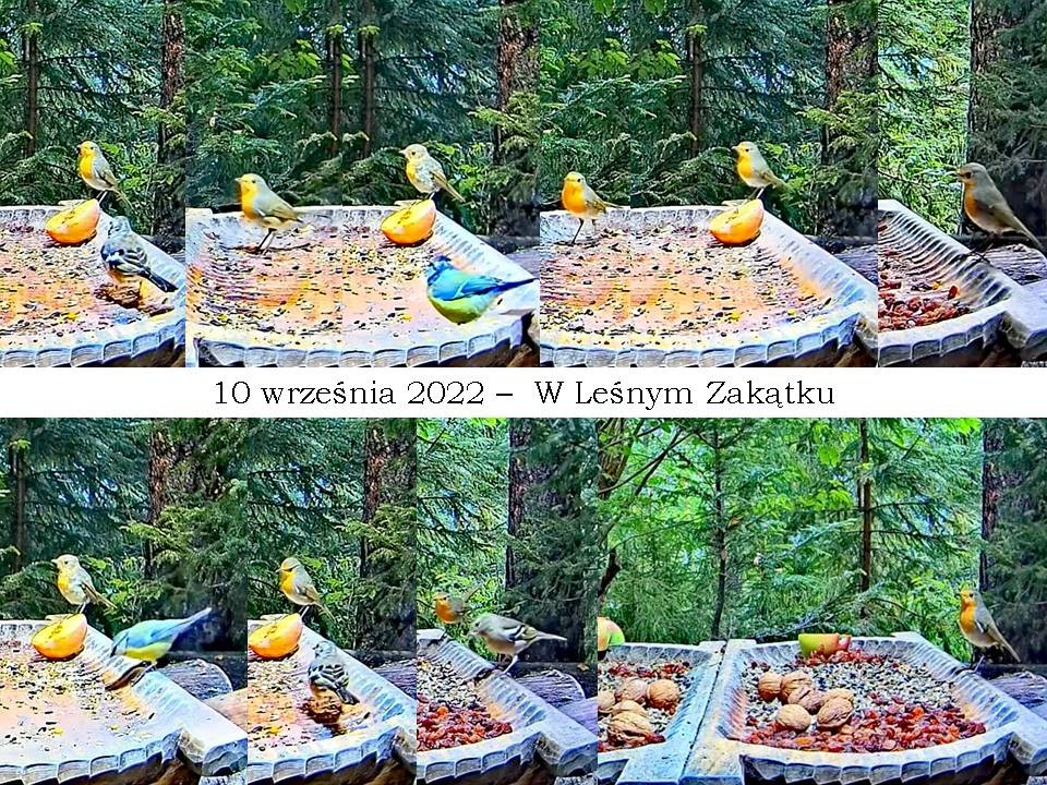 livebirdspoland_8abe13e200d07f60990a1c5728fa8df6.jpg