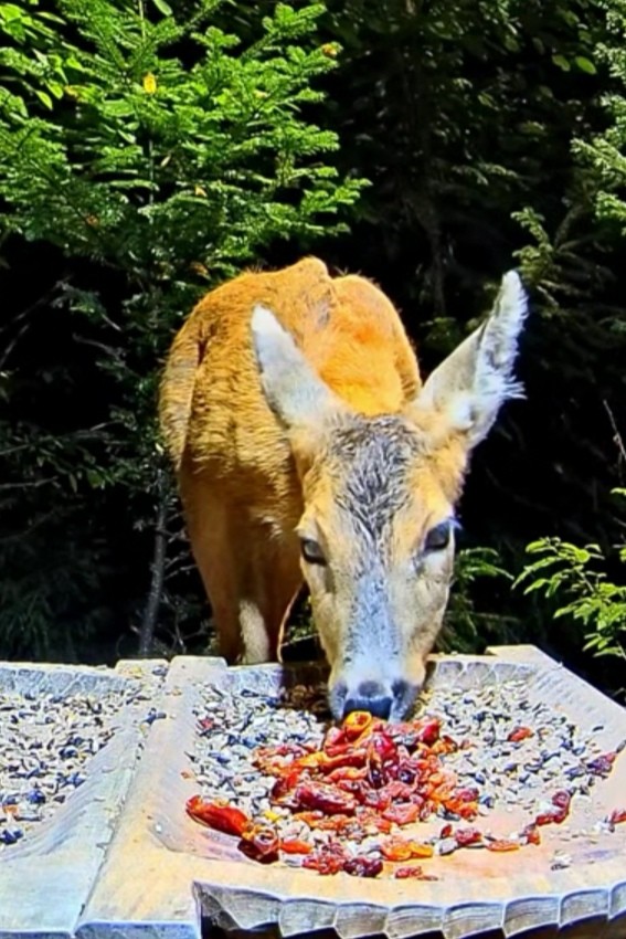 livebirdspoland_bd9023569a3d4b37141949f63388d091.jpg