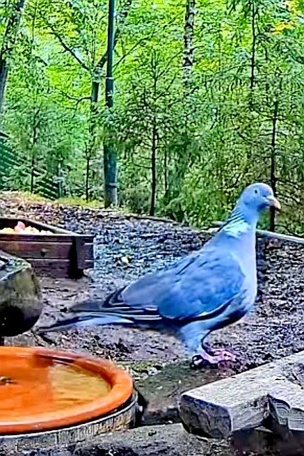 livebirdspoland_1be9367ec1cbfcaeaf421c1dd8ed649e.jpg