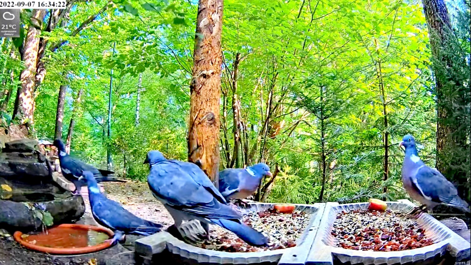 livebirdspoland_a7b9d18aa67257b85bf98a746d704104.jpg