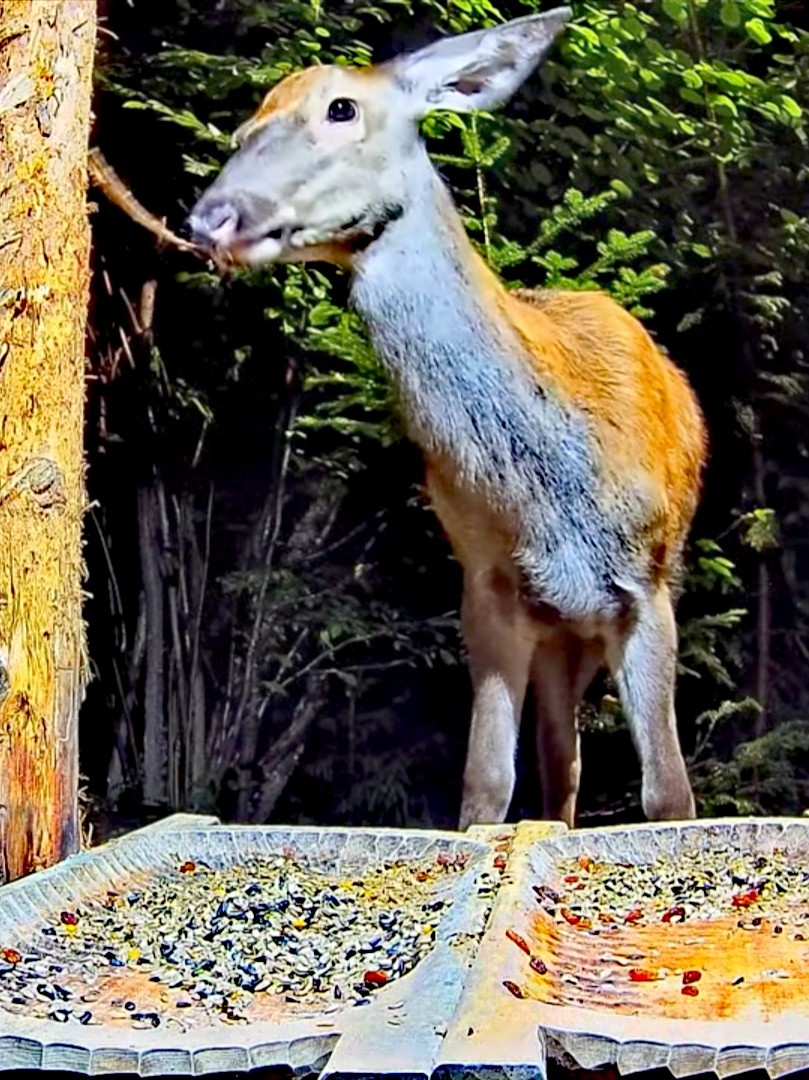 livebirdspoland_68722a0398f4f0e3eb2fcd8df80284f8.jpg