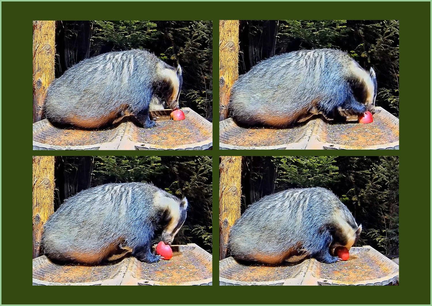 livebirdspoland_8c4e7c24c3d62e14773109855c057e0f.jpg