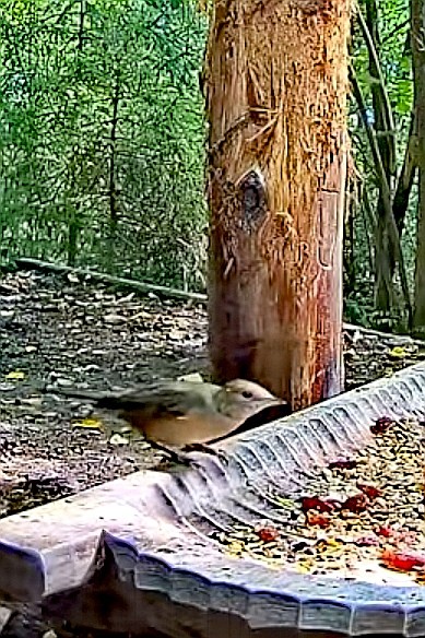 livebirdspoland_7b4979ff20803778aabfcc25c5b1e597.jpg