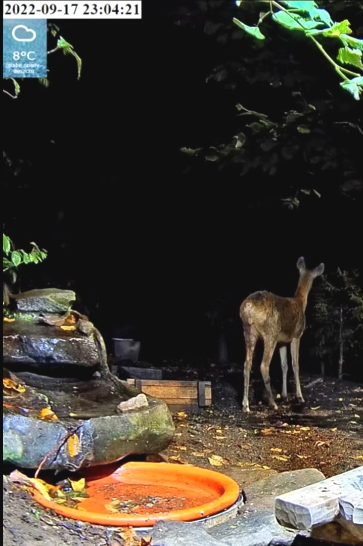 livebirdspoland_a833301e06a0fd0da62fa6c38c937ffb.jpg