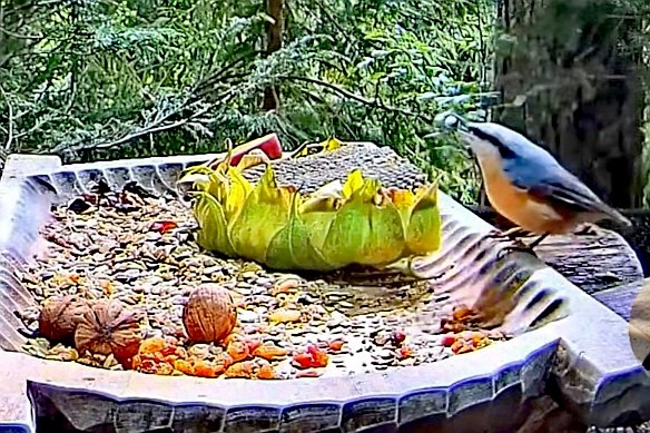 livebirdspoland_4f641d1ad292ae5cf54346504e728903.jpg