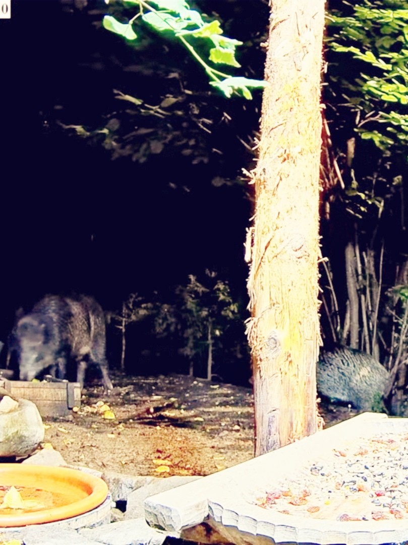 livebirdspoland_b884b79dfe4890f990b7ce5f675b38fc.jpg