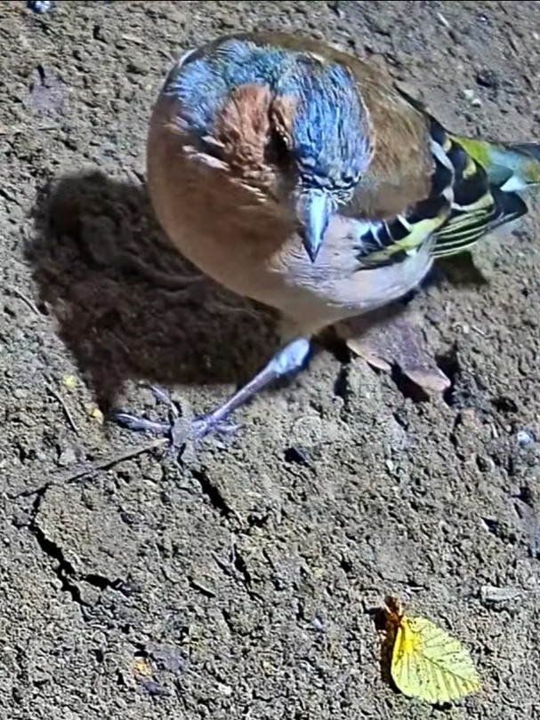 livebirdspoland_48c50799de6ba2a7ce2067406861fdfe.jpg