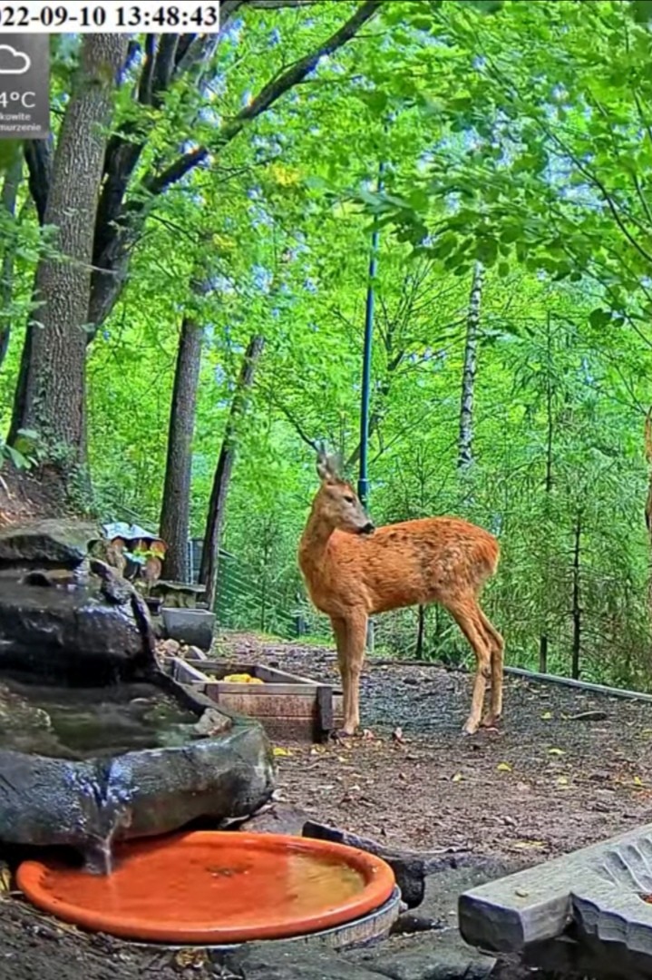 livebirdspoland_1190e9fd10d4f52ecbdbad2ca9442309.jpg
