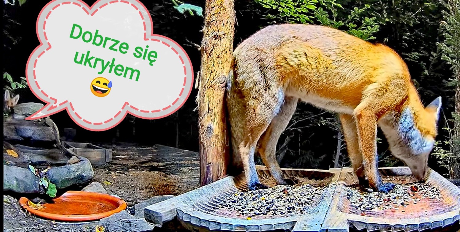 livebirdspoland_e134651a59e9d39c8066708920b1e40b.jpg