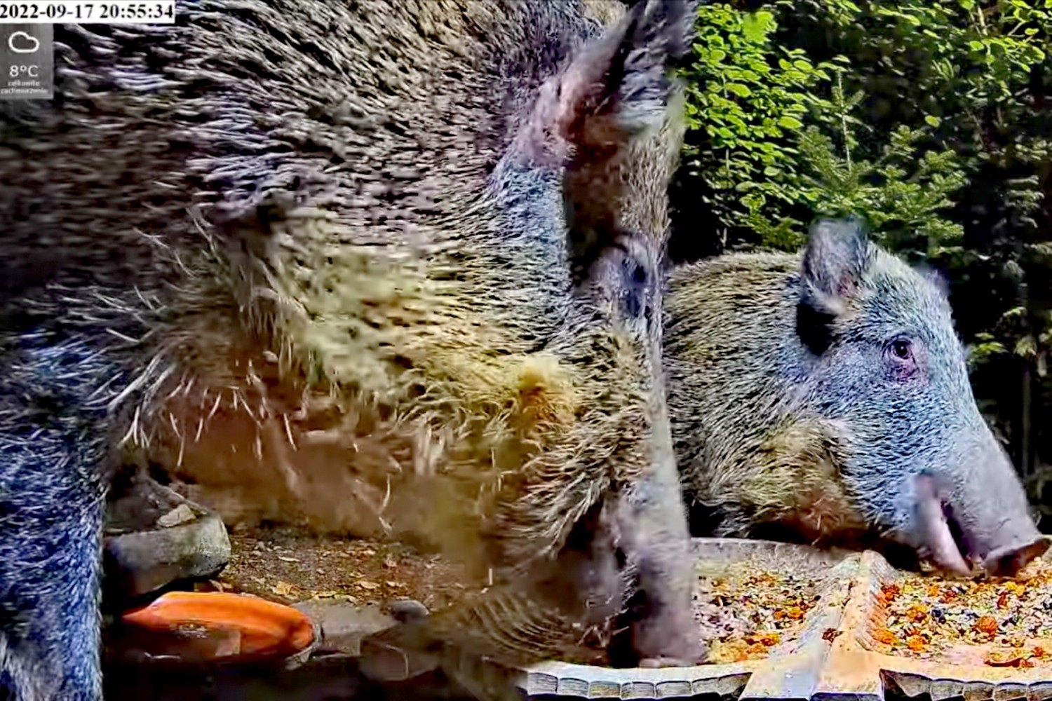 livebirdspoland_4c2e9f87a79d2b2a853f845091051f39.jpg