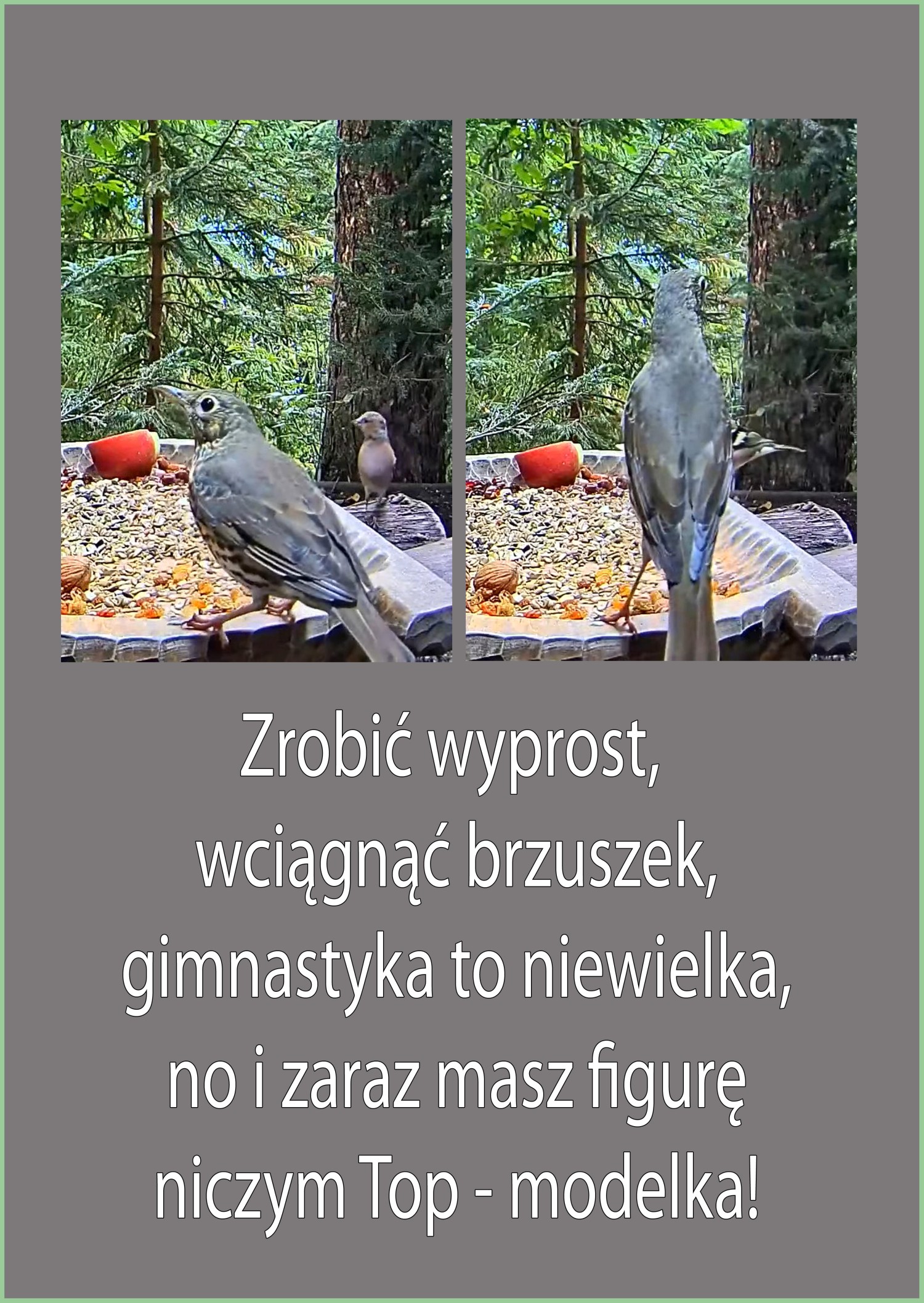 livebirdspoland_4d32169d26206af8dee6c4c79cf4ad7d.jpg